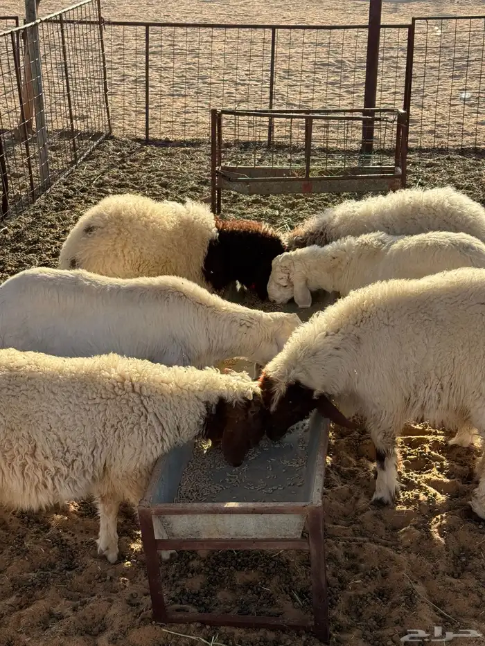 طليان نعيم وحري ذبايح للمناسبات والزواجات ذبح وتوصيل مجانا 9