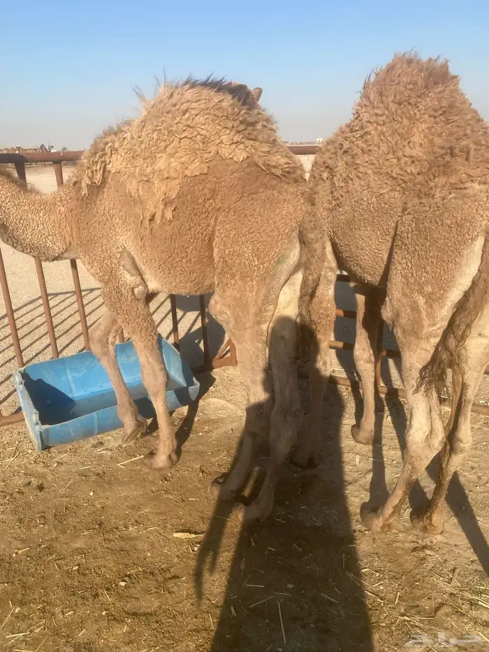 حشو قعدان 3 الخفجي 0