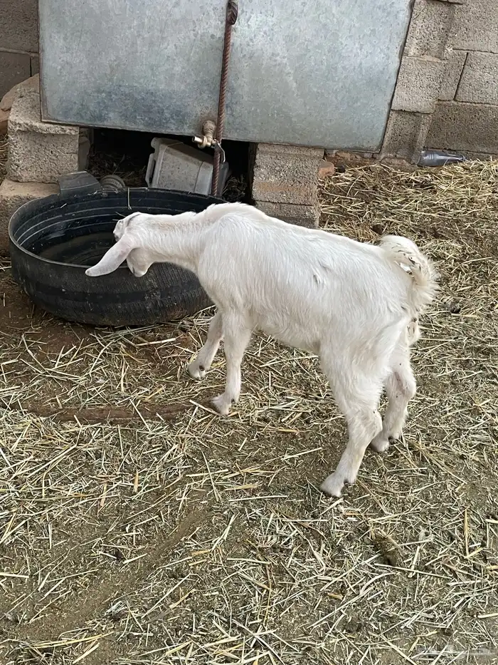 جفرات وتيوس 0