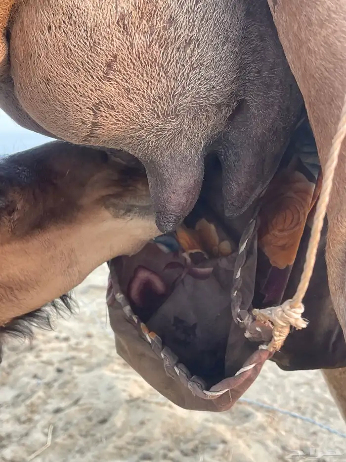 ثنتين خلفات ساحلية وعادية ابل طيبه تبارك الرحمن تم البيع 14