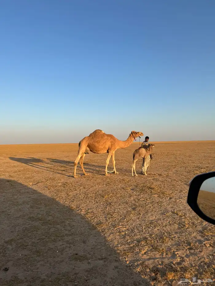 رحول وخلفه للبيع 1