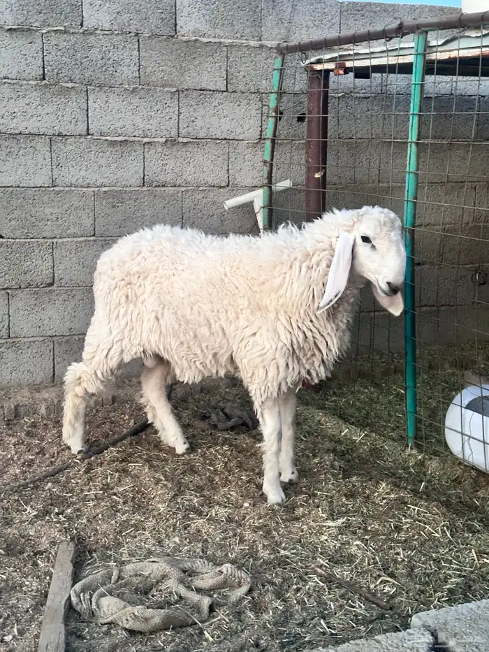 خروف طلي بكستاني بيور 1