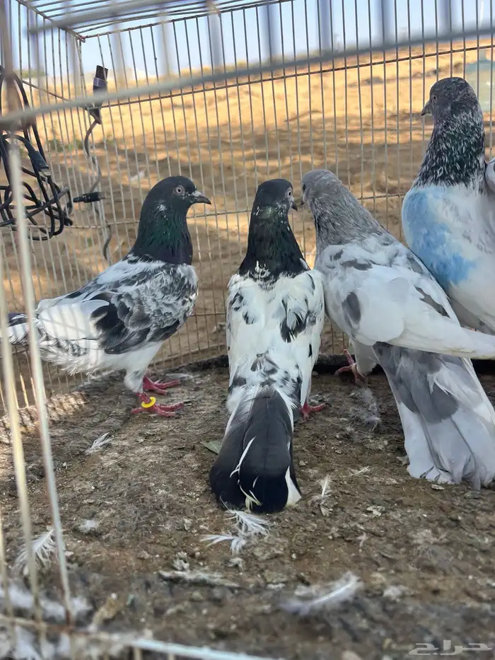 حمام بكستاني 1