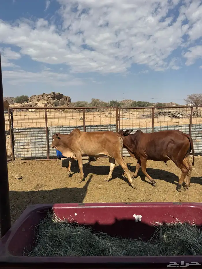 حسلان بلدي للبيع 6