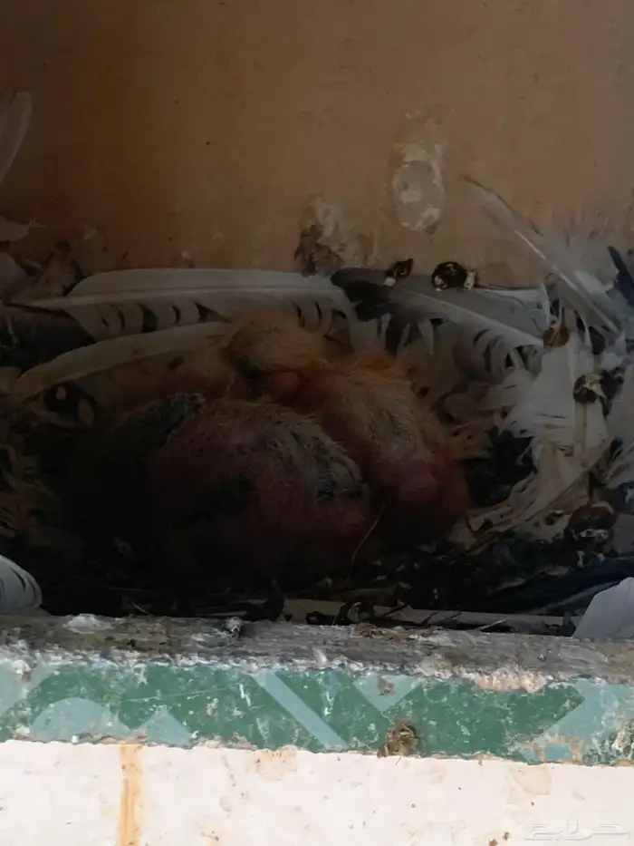 طيور للبيع 4