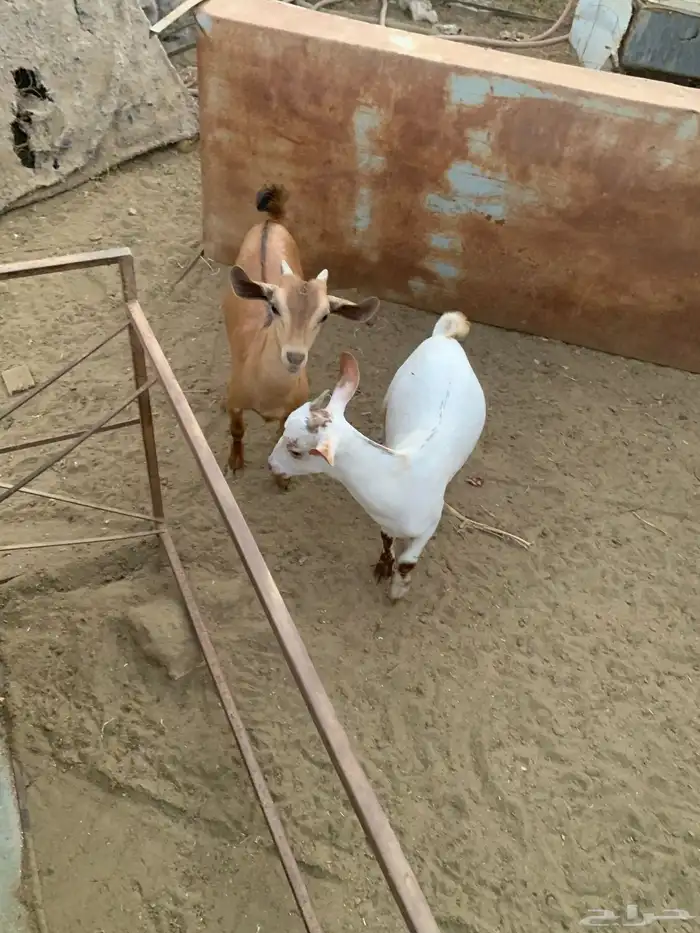 2 تيوس العمر من شهرين إلا ثلاثة شهور 0