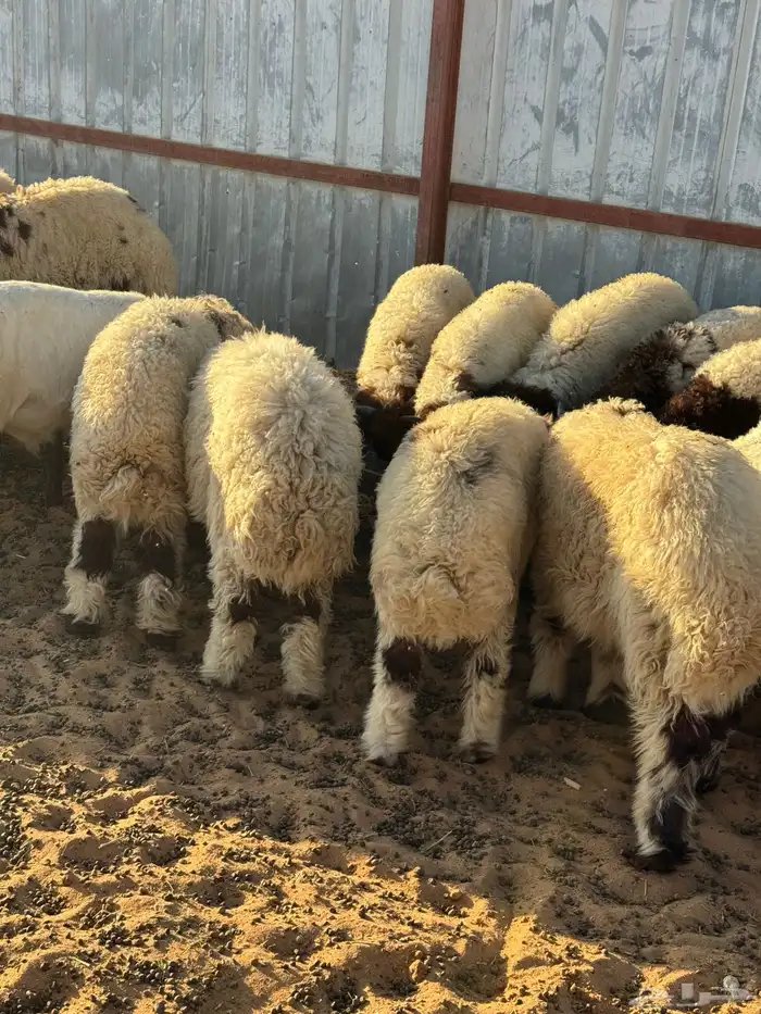 طليان نعيم وحري ذبايح للمناسبات والزواجات ذبح وتوصيل مجانا 10