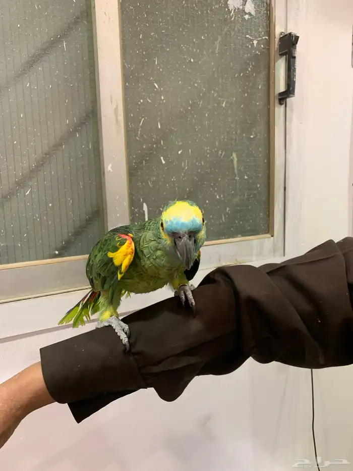 ببغاء امازوني بلو فرند 1
