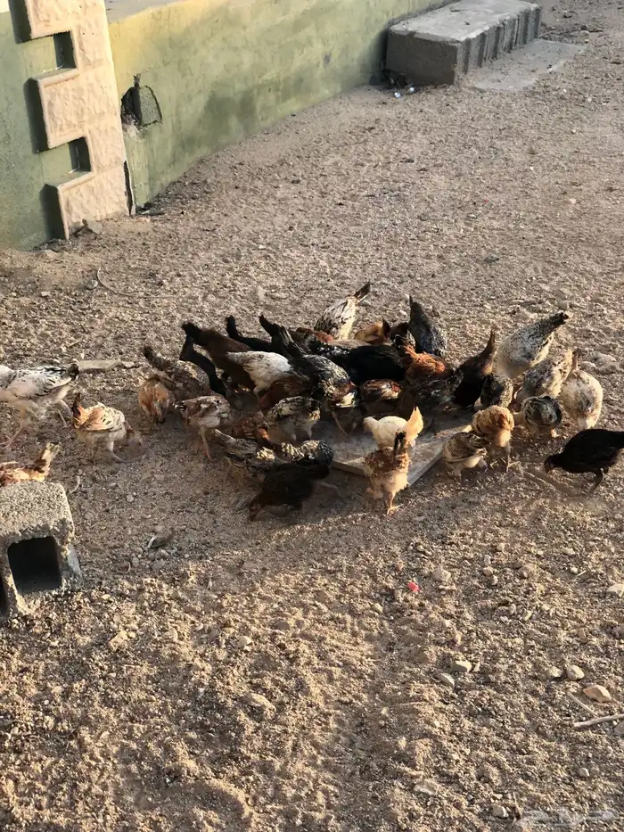 فراريج كفوو 0