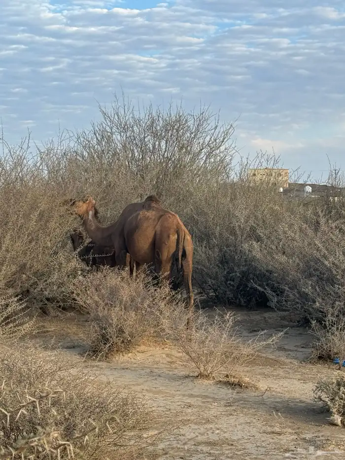 خلفه سنها سدس طاسه 60 4