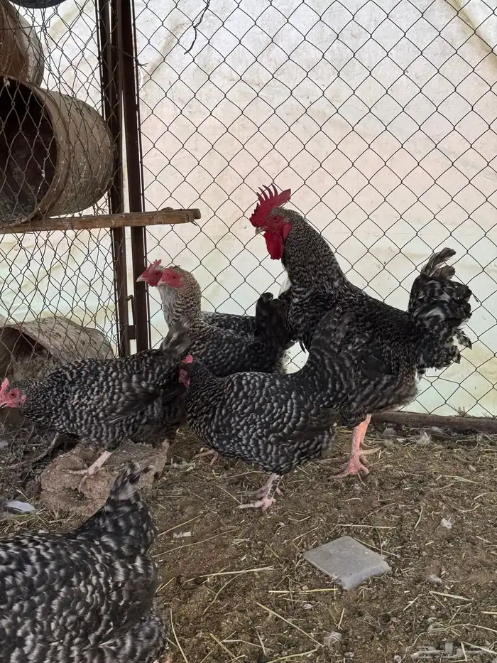 دجاج تركي بياض 2