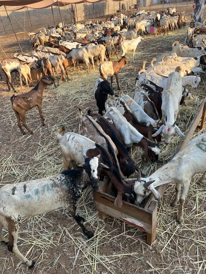 تيوس حبشيه 0