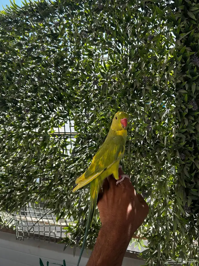 ذكر دره اليف و متكلم و طفره جميله و نادره 5