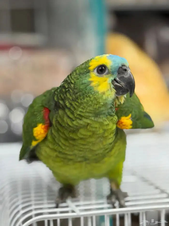 فرخ امازون بلوفرنتد 0