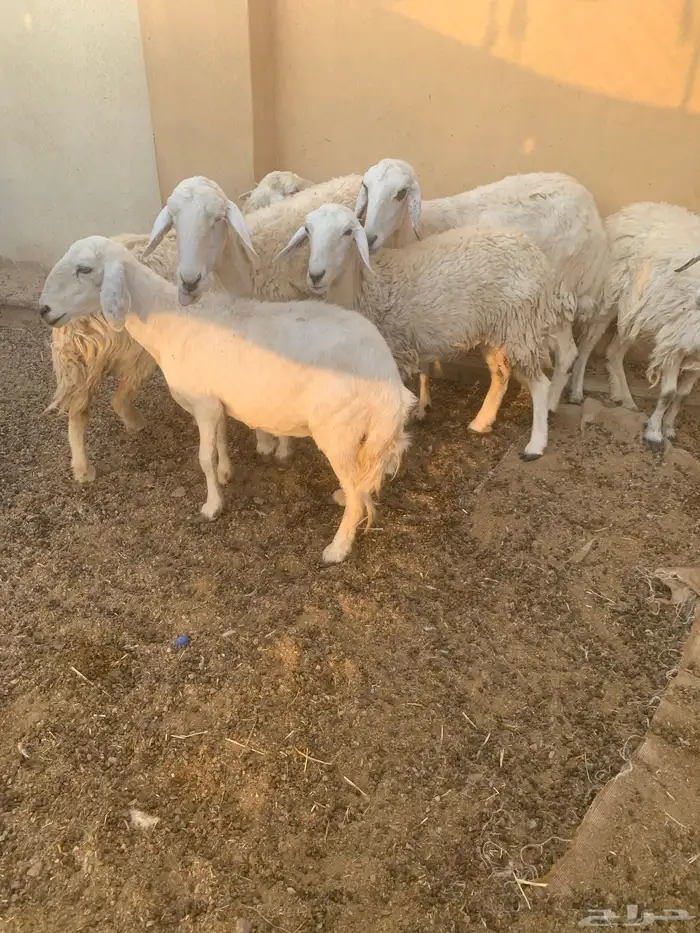 ضان مضاريع ودفيع وولد 1