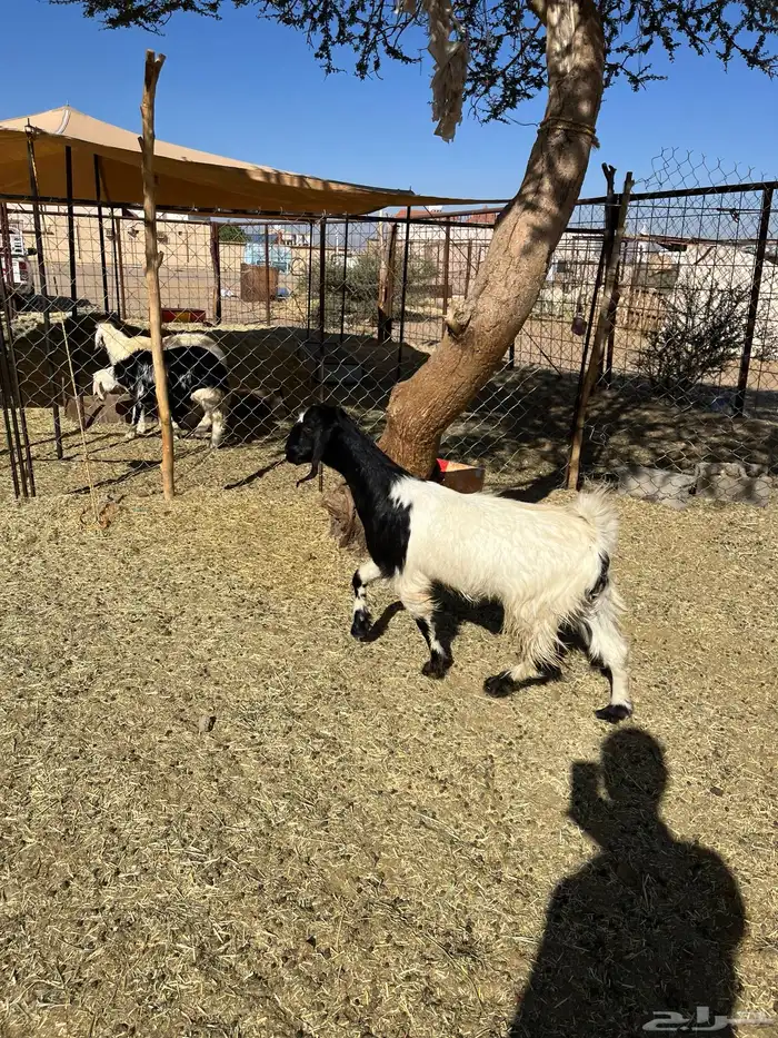 بغراه جذعه سمين فل الفل 1