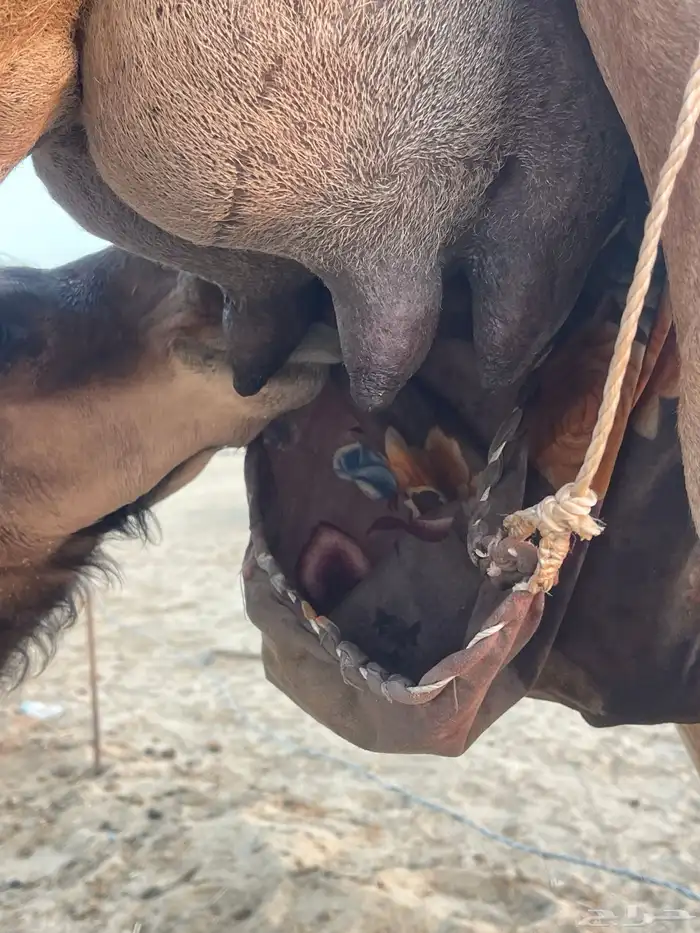 ثنتين خلفات ساحلية وعادية ابل طيبه تبارك الرحمن تم البيع 13