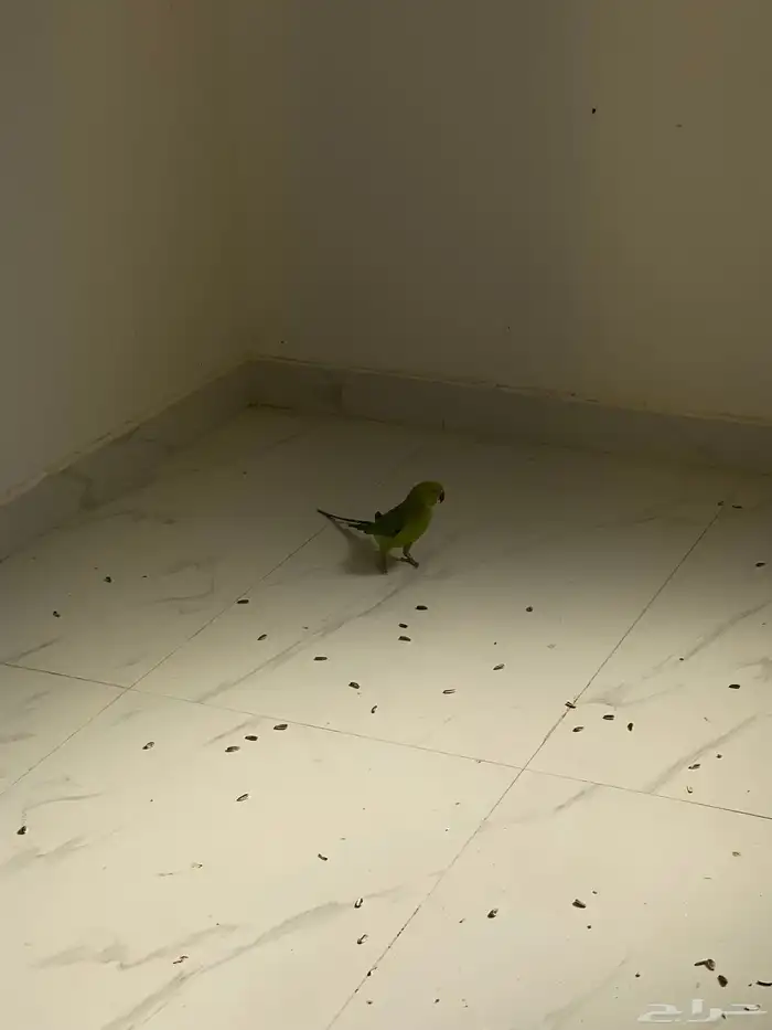 بغبغاء دره هندي البيع اثنين العمر4شهور يمكن على اسوم اثنين 5