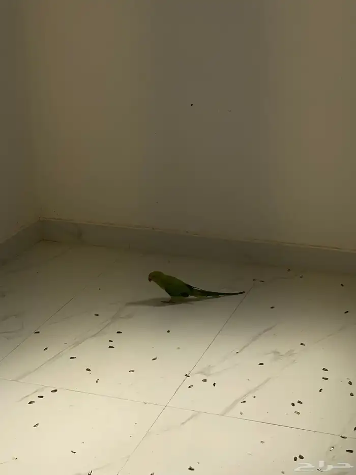 بغبغاء دره هندي البيع اثنين العمر4شهور يمكن على اسوم اثنين 0