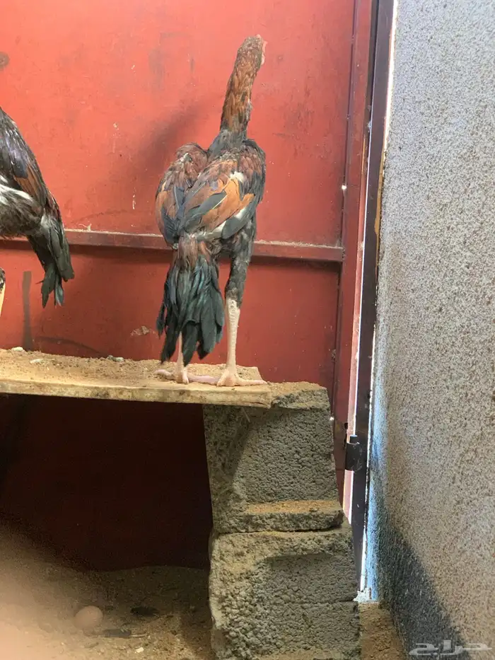 ديك باكستاني سندي 0