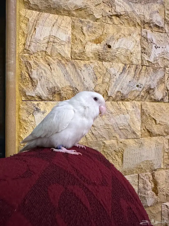 روز البينو تم البيع 1