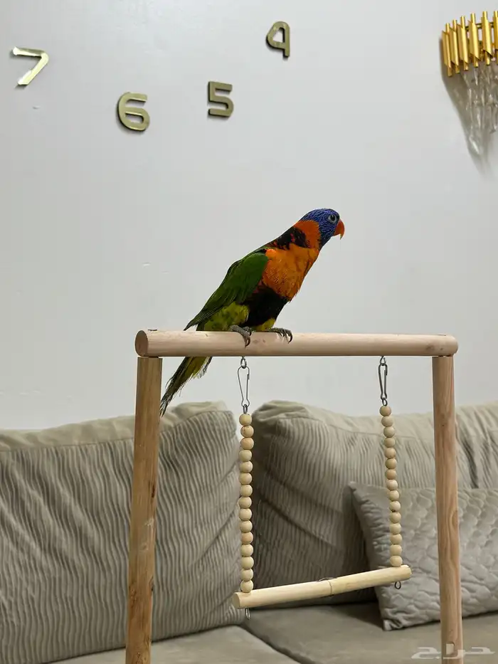 لوري رد كولارد (تم البيع) 1