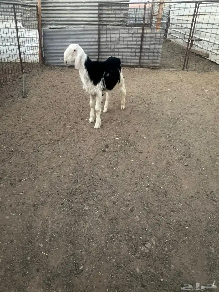 طلي نجديه ذبيحه 2