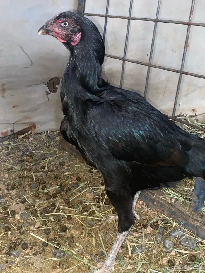 دجاج باكستاني سندي 0