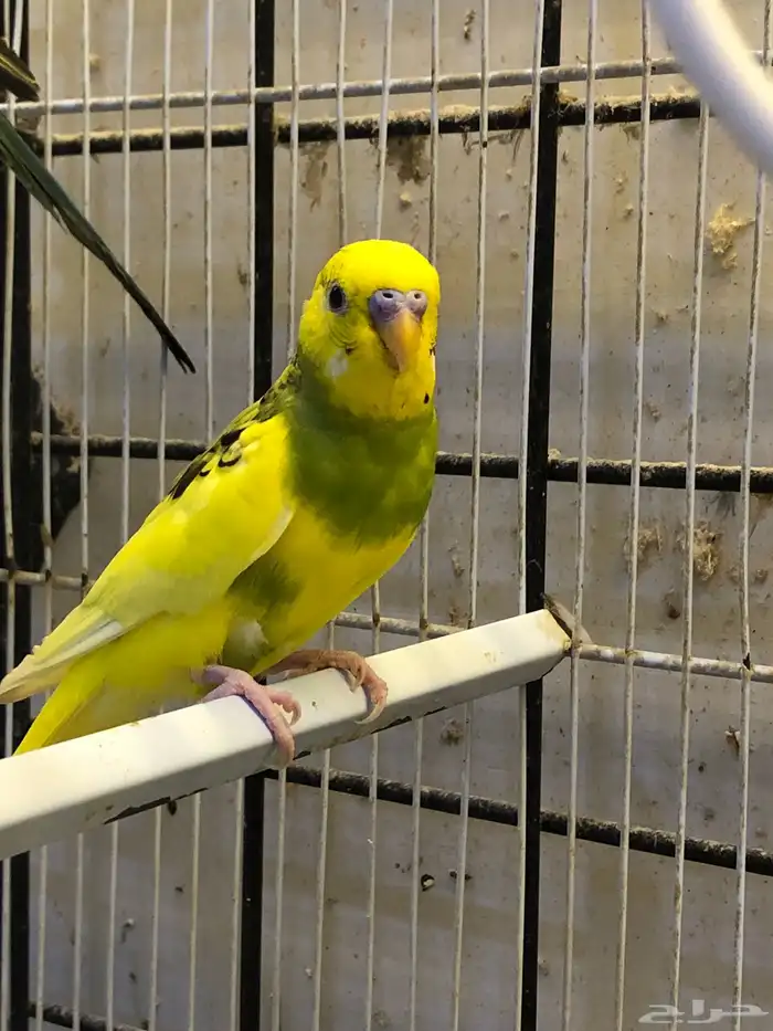 للبيع 3 ذكران بادجي 5