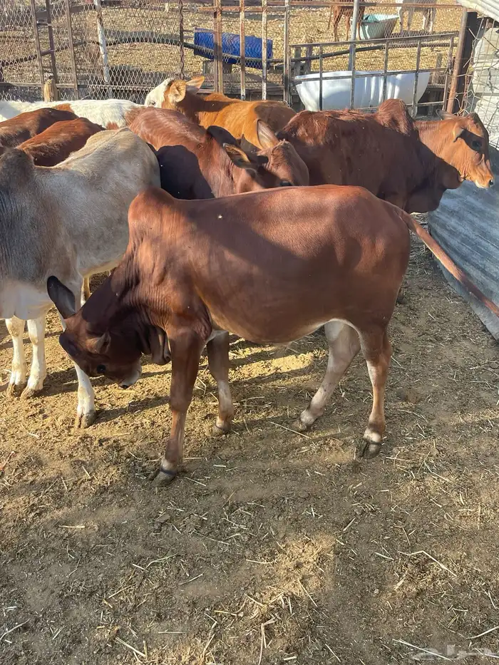 حسلان بلدي 6