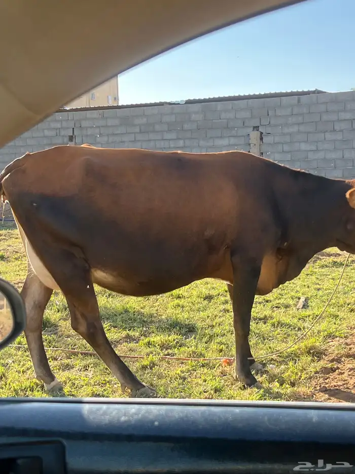 بقر للبيع 6