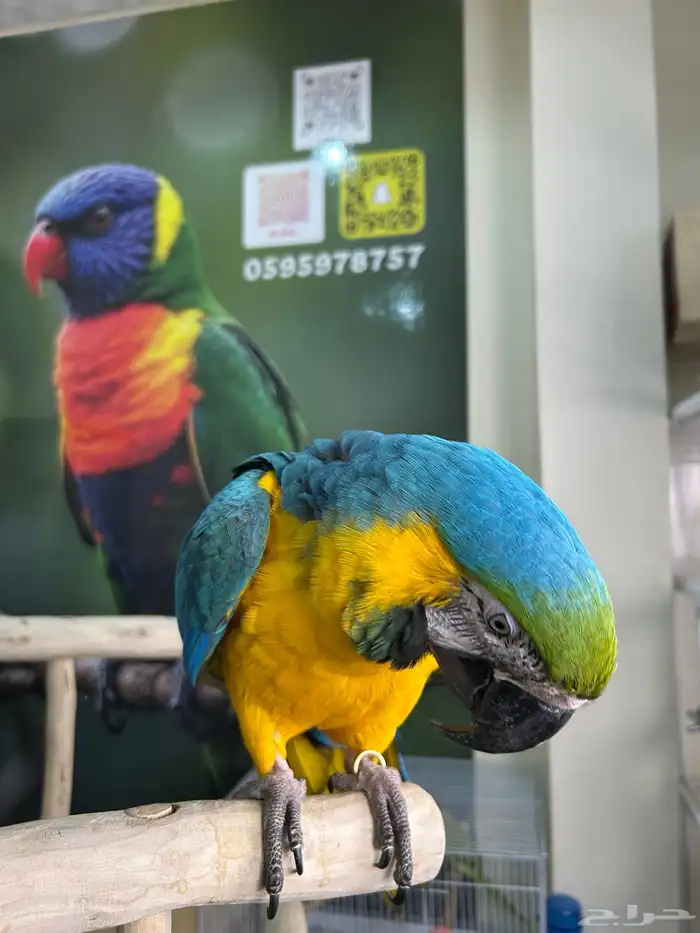 مكاو بلو اند قولد اليف وهدد داخلي و خارجي ومتكلم تم البيع 1