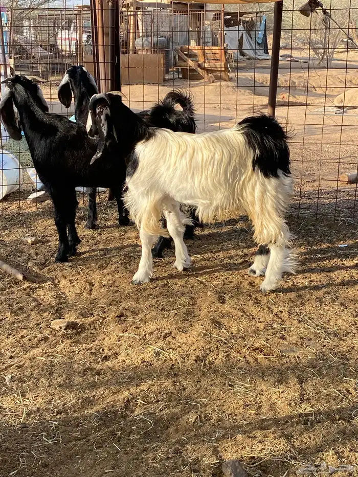 تيوس مخاصي 0