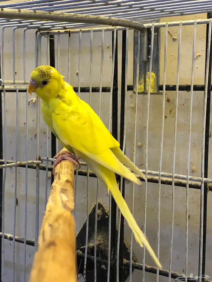 للبيع 3 ذكران بادجي 2