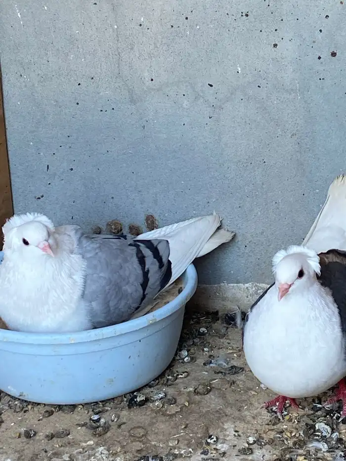 طيور بقع فرنسيات انتاج 4