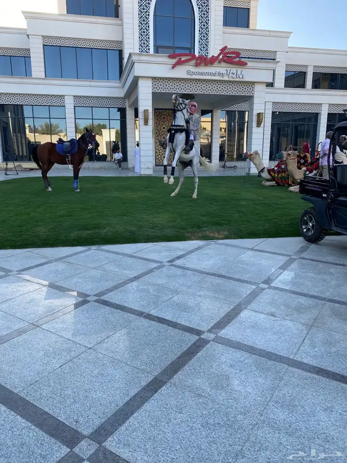 تأجير حصان وتأجير سيسي وتأجير جمال 4