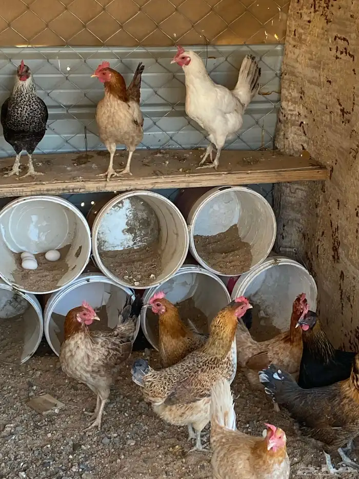 دجاج بلدي للبيع 2