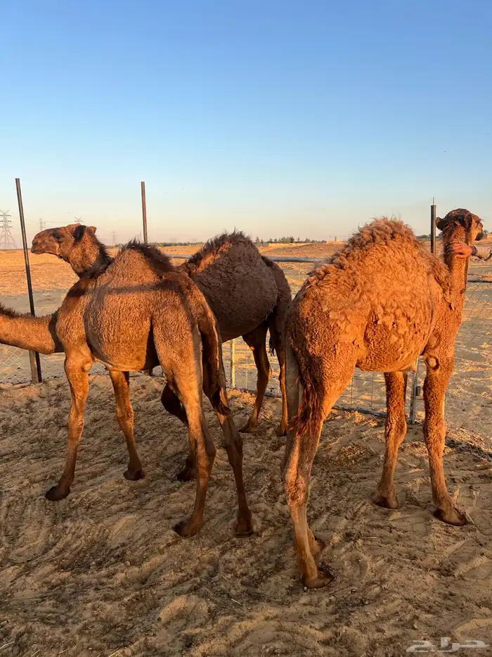 ثلاث قعدان للبيع 1