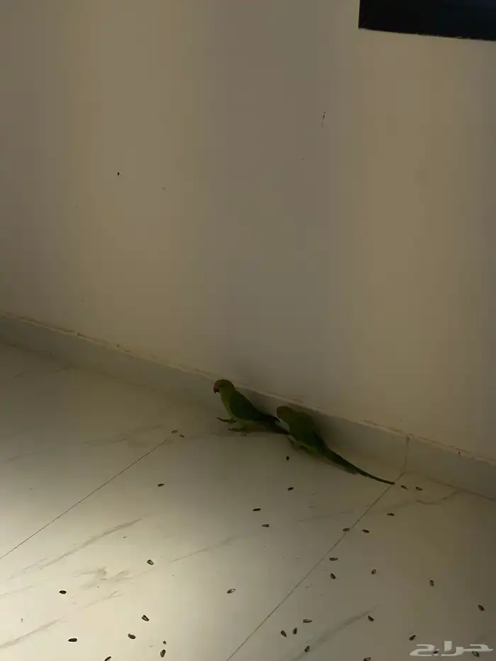 بغبغاء دره هندي البيع اثنين العمر4شهور يمكن على اسوم اثنين 1