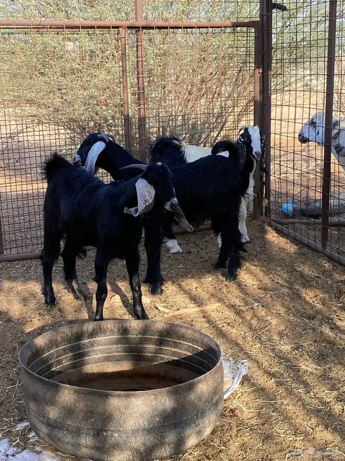 تيوس مخاصي 2