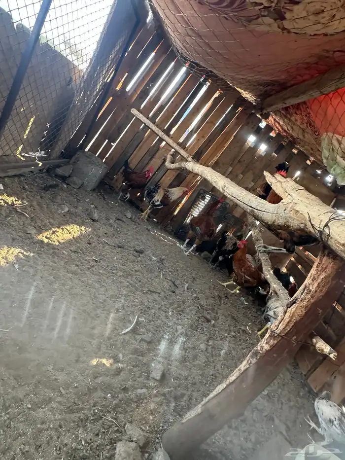 ديكه بلدي الموقع املج 4