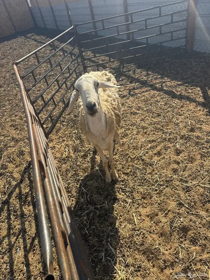 شاه حرية حرشا القيصومة 0