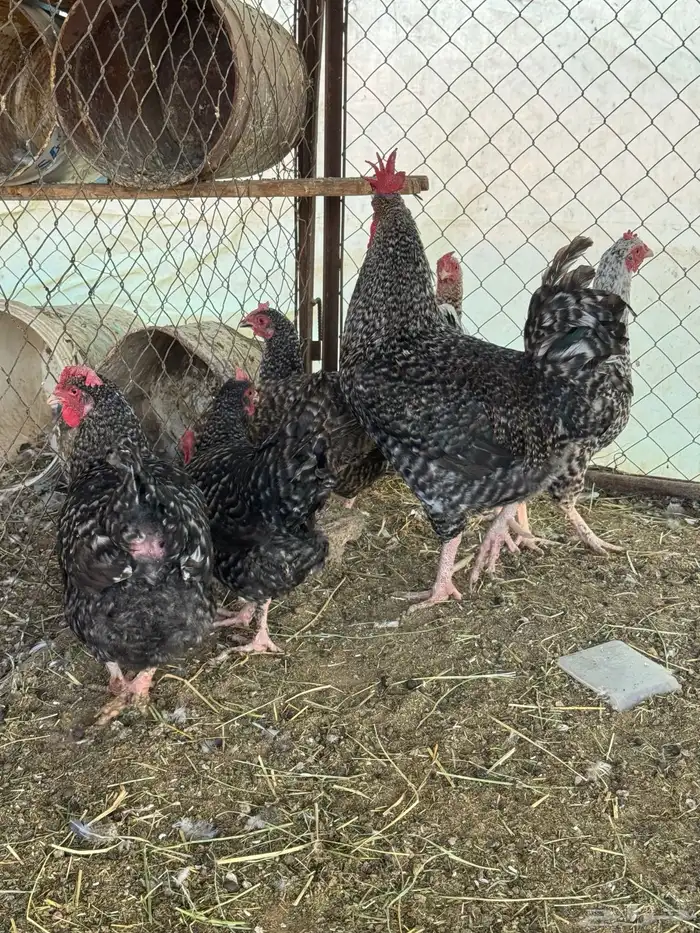 دجاج تركي بياض 4