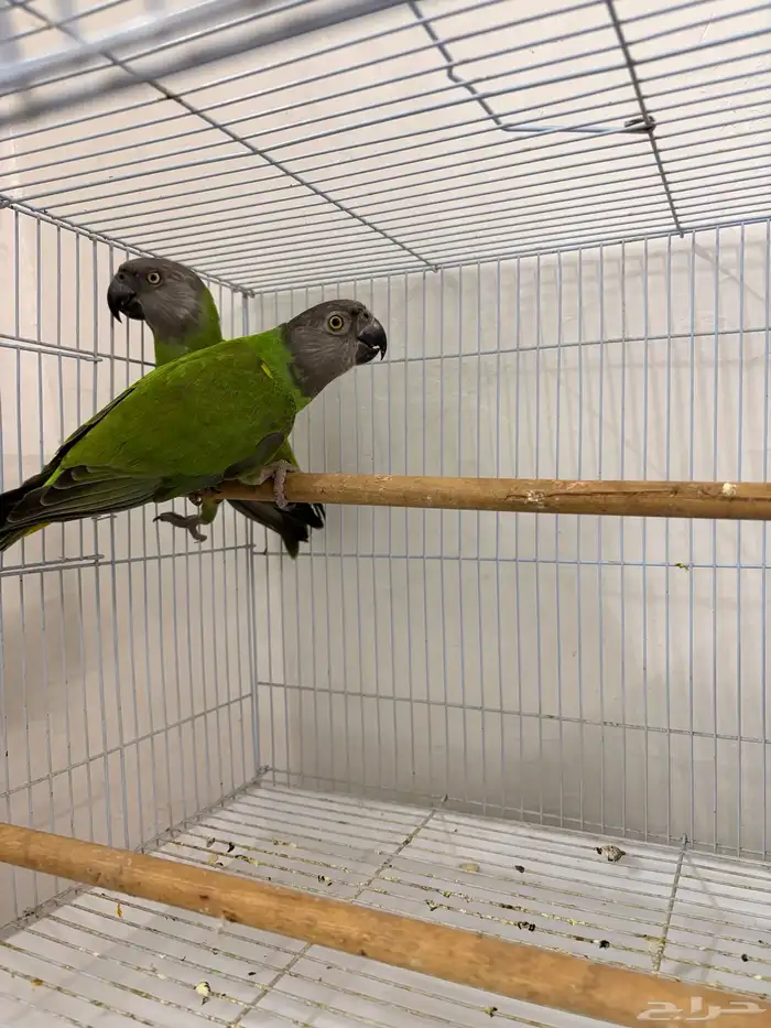 بغبغاء سينغالي 0