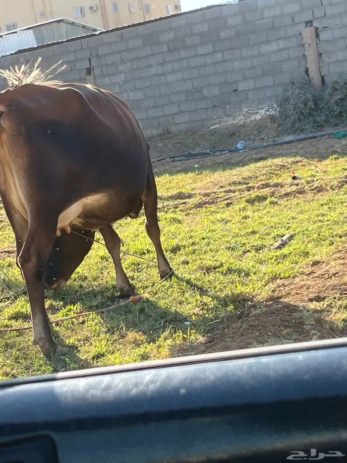 بقر للبيع 7
