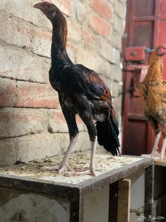 ديك باكستاني سندي 3