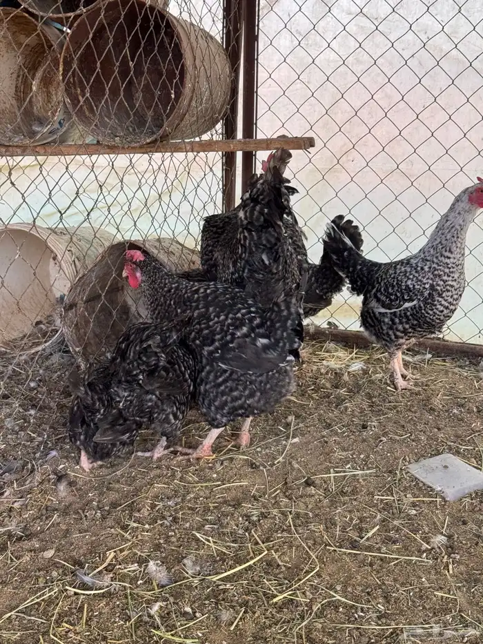 دجاج تركي بياض 1