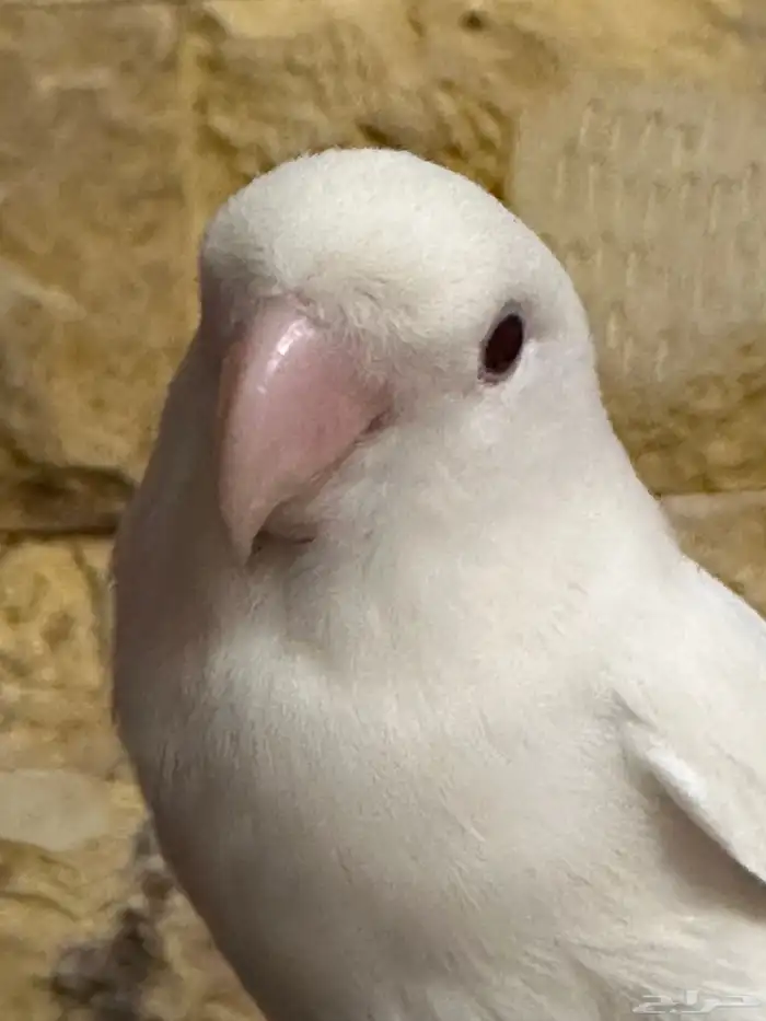 روز البينو تم البيع 2