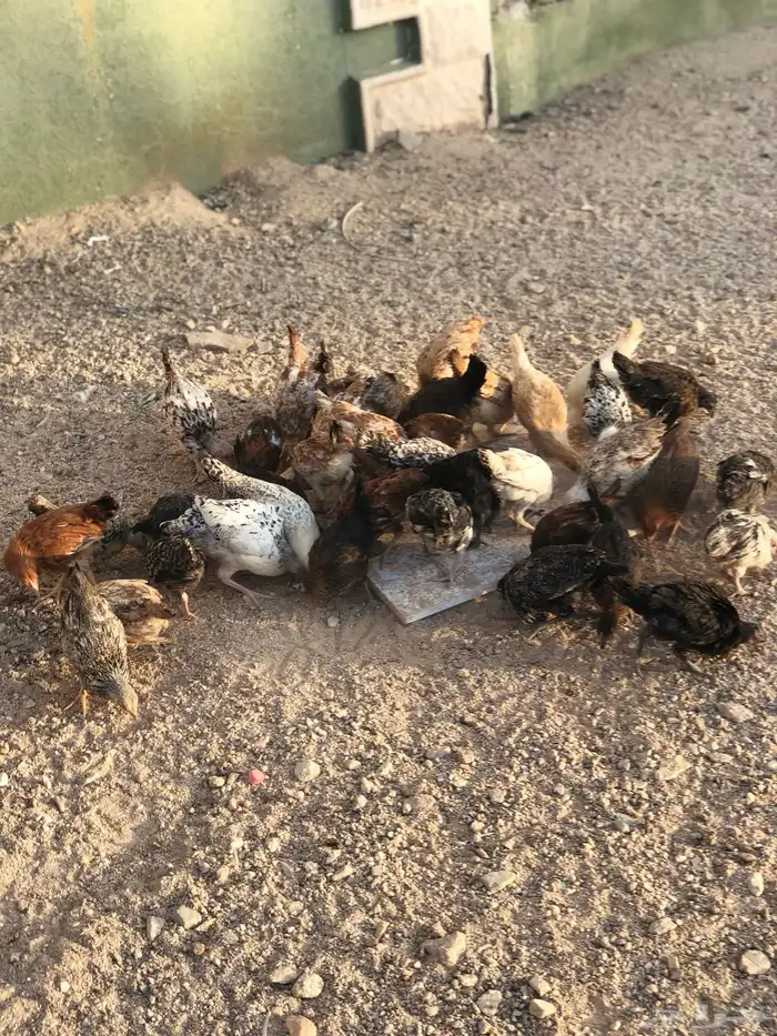 فراريج كفوو 2