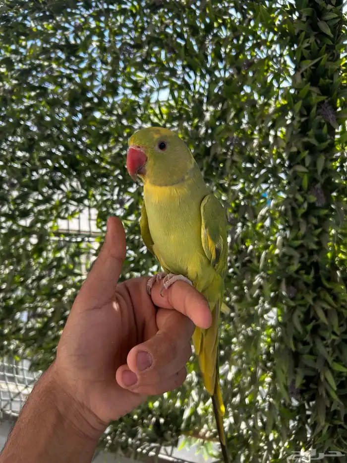 ذكر دره اليف و متكلم و طفره جميله و نادره 0